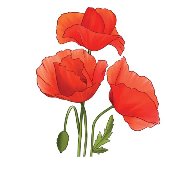 Poppies Thumbnail